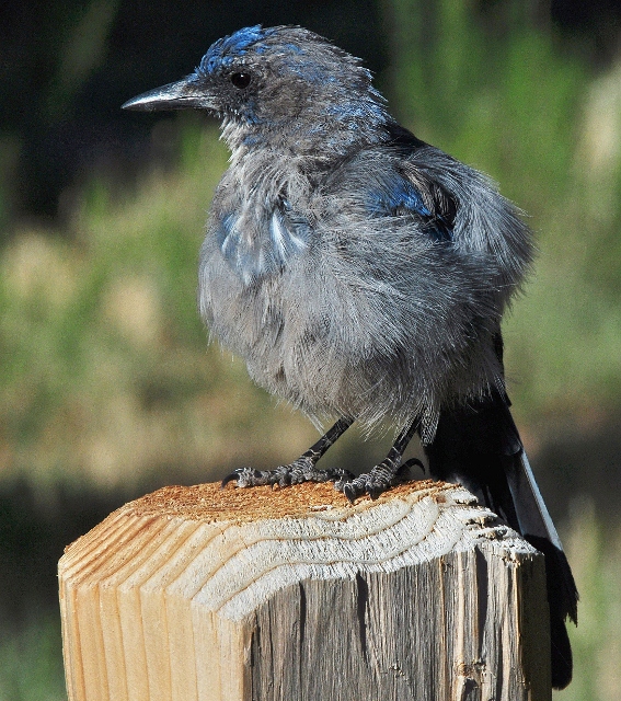 a scrub jay